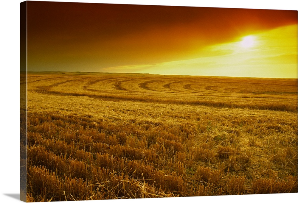 Field of wheat stubble at sunset with a storm approaching, Nebraska