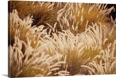 Field Of Wild Grass, Brown With Feathery Texture