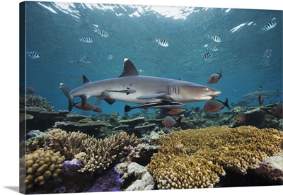 Fiji, Beqa Lagoon, Whitetip Reef Shark (Triaenodon Obesus)