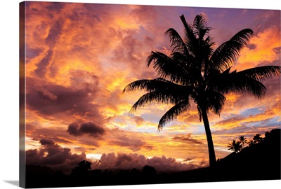 Fiji, Coconut Palm Tree Silhouetted Against A Fiery Sky At Sunset