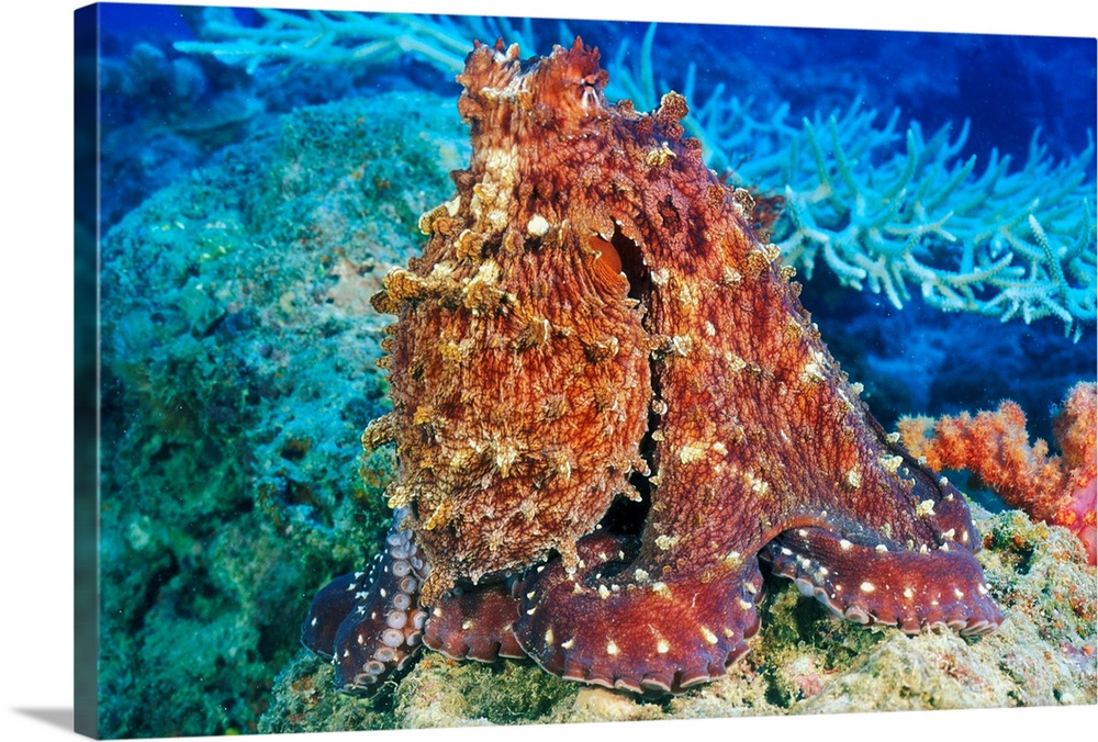 Fiji, Day Octopus (Octopus Cyanea) With Textured Body On Coral