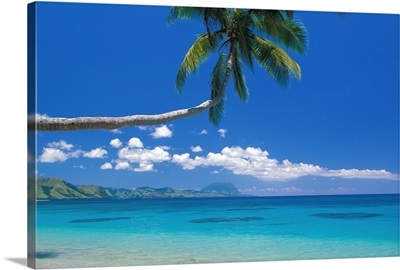Fiji, Kadavu Island, Palm Tree Stretched Over Turquoise Coastline