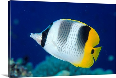 Fiji, Pacific Double-Saddle Butterfly Fish Close-Up Side View