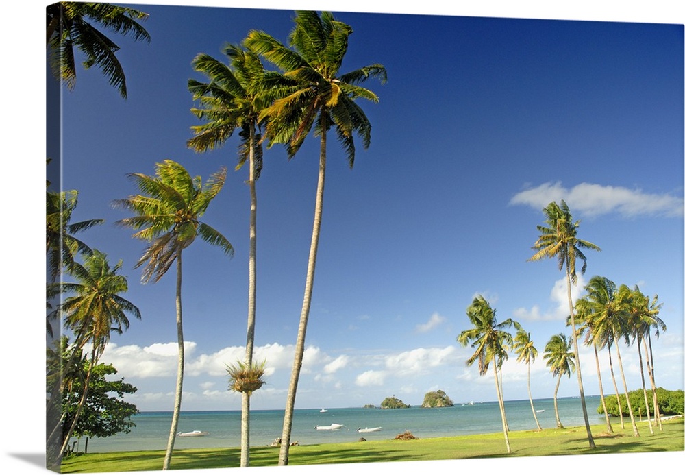 Fiji, Taveuni, Grassy Shoreline With Tall Palm Trees Along Ocean