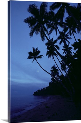 Fiji, Twilight Silhouetted Palm Trees Along Shoreline, Full Moon, Misty Blue Sky