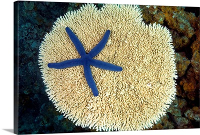 Fiji, Vanua Levu, Starfish (Linckia Laevigata) On A Hard Plate Coral