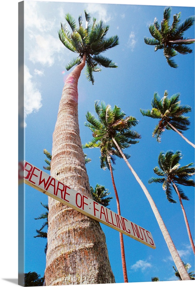 Fiji, Vanua Levu, Tall Coconut Trees And Sign Beware Of Falling Nuts