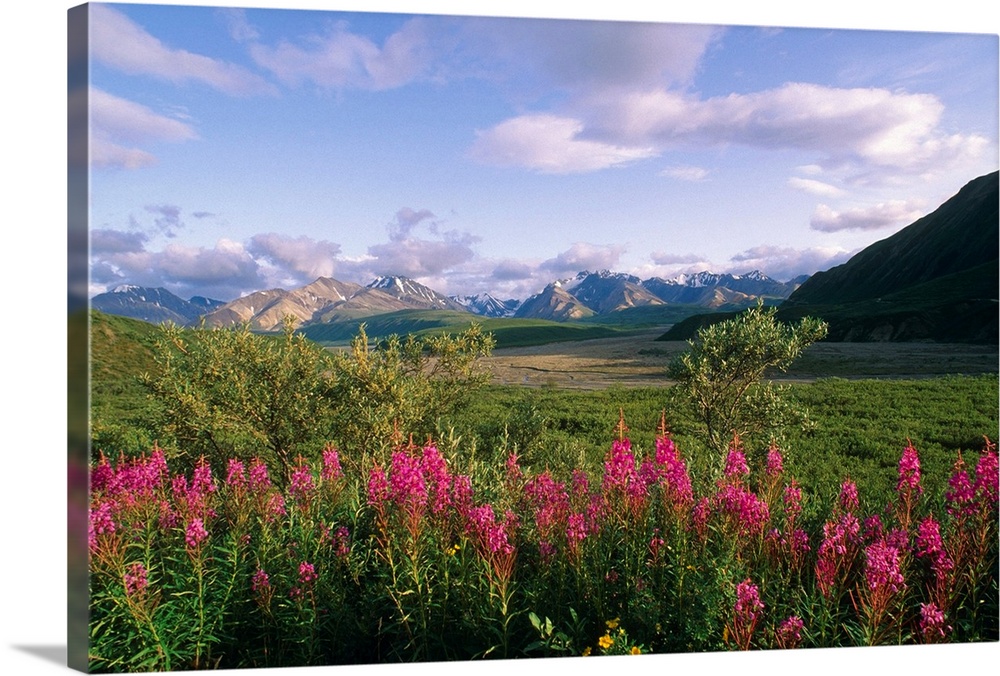 Big landscape photograph of fireweed and green foliage on a rolling landscape, mountains in the distant background, beneat...