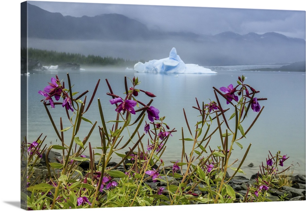 Fireweed (Chamaenerion angustifolium) and sculpted blue iceberg in Bear Glacier Lagoon, Kenai Fjords National Park Alaska,...