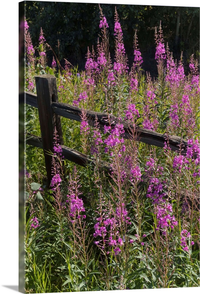 Fireweed (Chamerion angustifolium) and split rail fence, South-central Alaska in summertime, Alaska, United States of Amer...