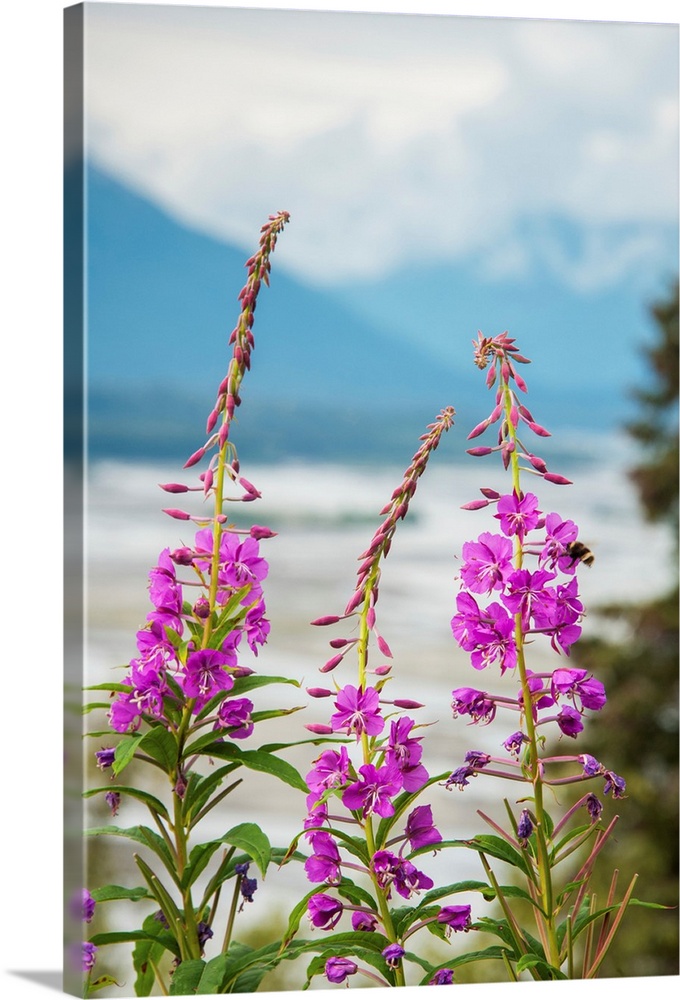 Fireweed (Epilobium angustifolium) with the Alaskan Susitna River in the background