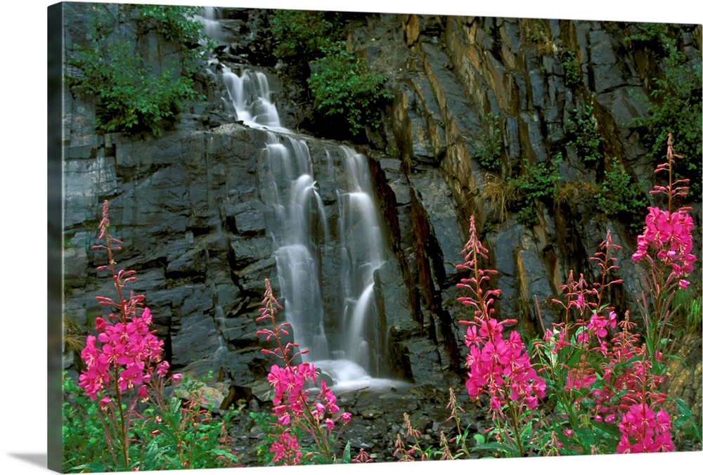 Fireweed in Bloom near Waterfall Turnagain Pass AK KP Summer