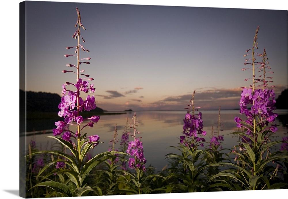 Close Up Of Fireweed With Big River Lakes In The Background At Sunset In Southcentral Alaska During Summer