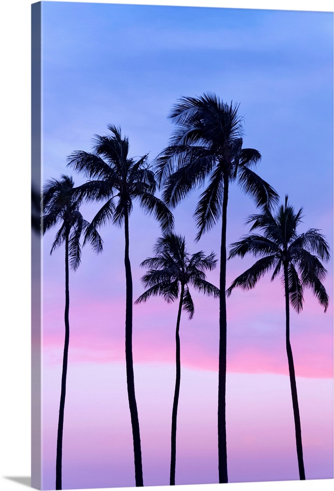 Five coconut palm trees in line with cotton candy sunset behind; Honolulu, Oahu, Hawaii, United States of America