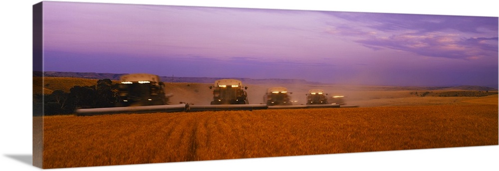 Five Gleaner combines harvest wheat in tandem at dusk, Eastern Montana