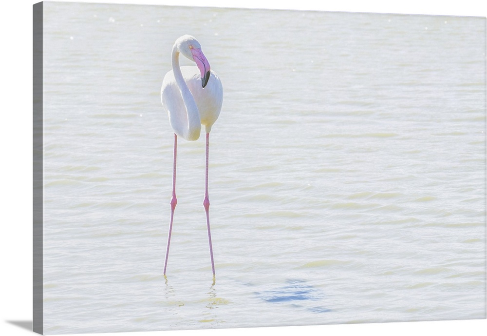 Flamingo wading in shallow water, processed in high key lighting, Sainte Marie de la Mer, France