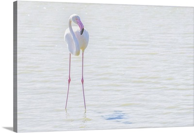 Flamingo Wading In Shallow Water, Sainte Marie De La Mer, France