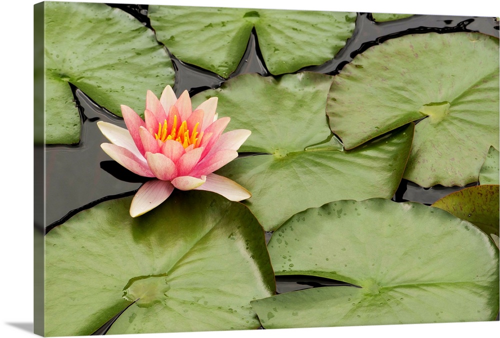https://static.greatbigcanvas.com/images/singlecanvas_thick_none/alaska-stock/floating-water-lily-flower-and-lily-pads-nymphaea-species-longwood-gardens-pennsylvania-,1169507.jpg