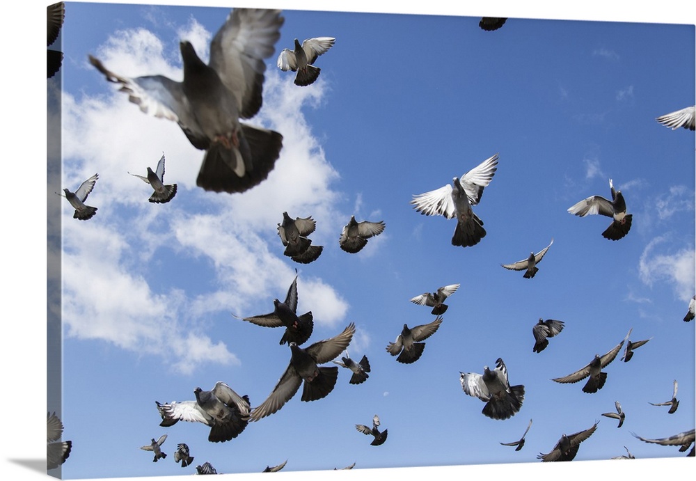 A flock of pigeons taking flight in a blue sky; Ulaanbaatar, Ulaanbattar, Mongolia