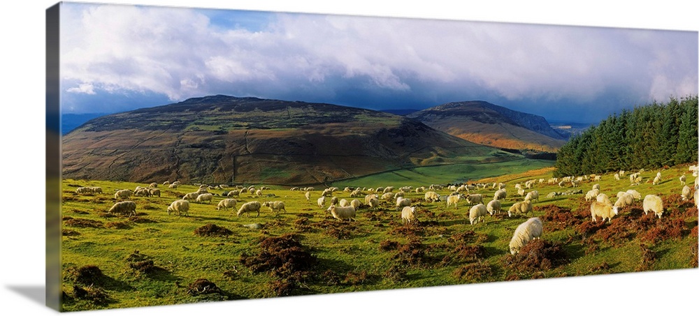 Flock Of Sheep Grazing In A Field, County Wicklow, Republic Of Ireland