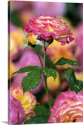 Floribunda Roses, 'garden Delight' Rosaceae, New York Botanical Garden; Bronx, New York