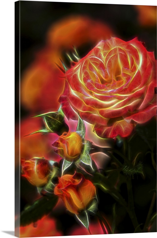 Floribunda Roses (Rosa), 'garden Delight' Rosaceae, New York Botanical Garden; Bronx, New York, United States Of America