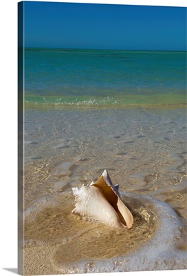 Florida, Florida Keys, Conch shell on sandy beach, Key West