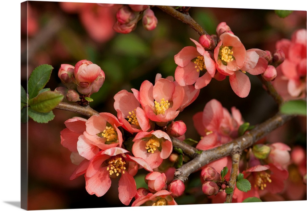 Close up of a flowering branch of the Japanese dwarf flowering quince. Jamaica Plain, Massachusetts.
