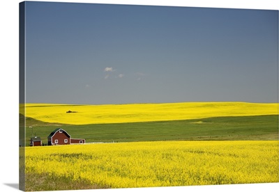 Flowering Canola Fields And A Red Barn; Alberta, Canada