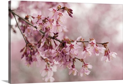Flowering Crabapple Branches In Spring, Lexington, Massachusetts