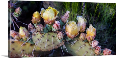 Flowers Blossoming On A Prickly Pear Cactus Plant In Late Spring, Sedona, Arizona