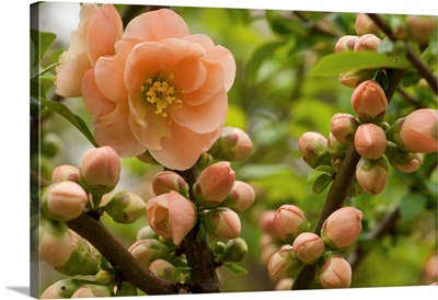 Flowers, Buds, And Branches Of Camellia Reticulata, In Springtime, New Hampshire