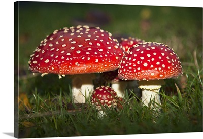 Fly Agaric (Amanita Muscaria) Mushrooms Growing In The Grass; Northumberland, England