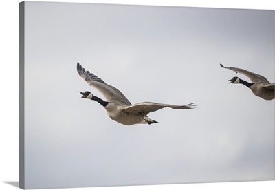 Flying Canadian Geese (Branta canadensis); Val Marie, Saskatchewan, Canada