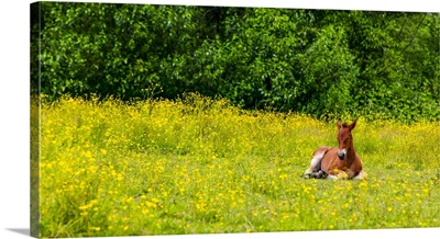Foal Lying Down In A Pasture, Saskatchewan, Canada