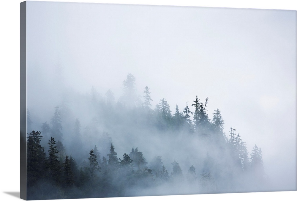 Fog shrouded trees along the British Columbia coastline near Prince Rupert, Canada