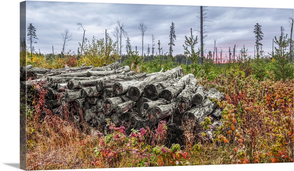 Autumn coloured foliage grows around a pile of logs in a forest; Thunder Bay, Ontario, Canada.