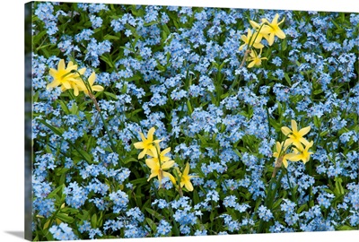 Forget-me-nots, Myosotis species, and Erythronium flowers in spring.; Beverly, Massachusetts.