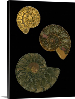 Fossilized Nautilus Shells