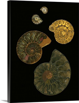 Fossilized Seashells (Nautilus)