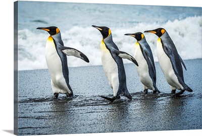 Four king penguins walking together on beach