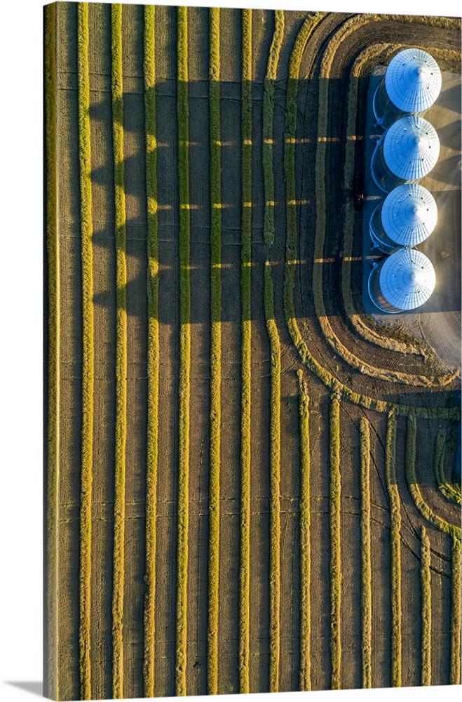 View from directly above of four large metal grain bins and canola harvest lines at sunset with long shadows; Alberta, Canada