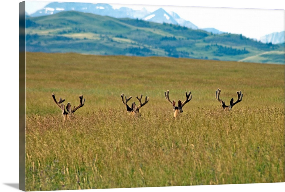 Four Mule Deer Bucks, Rockies Foothills, Southwestern, Alberta, Canada