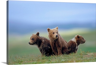 four young brown bear cubs huddled together on tundra Katmai National Park