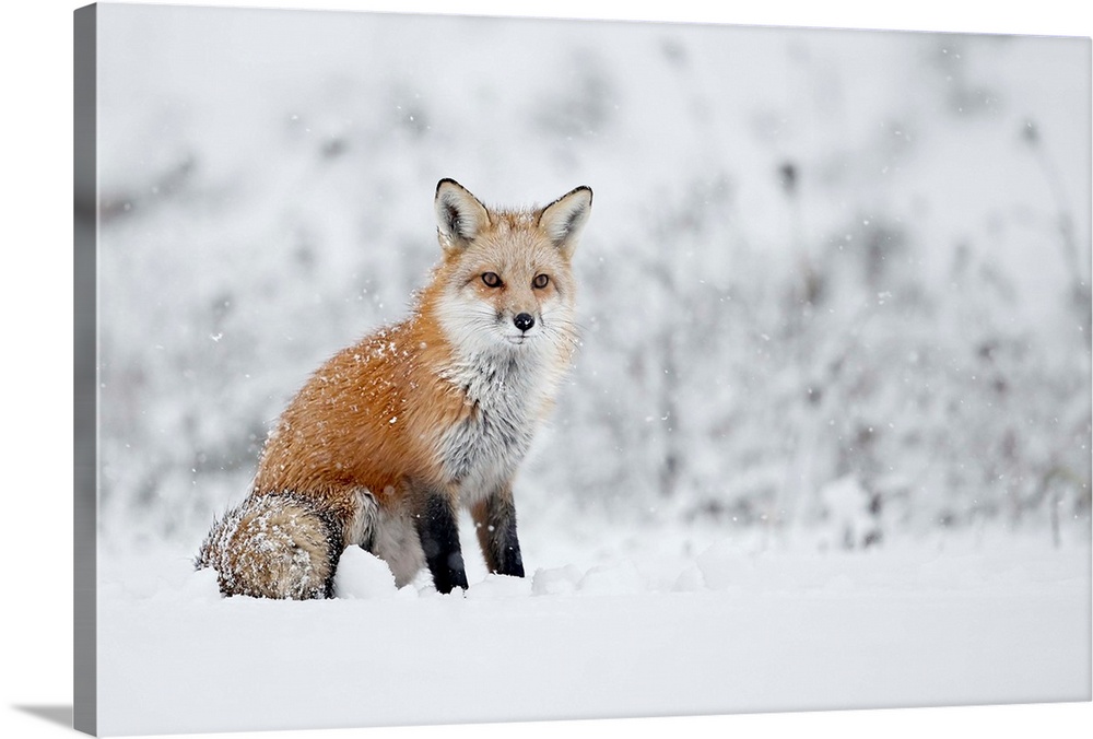 Fox sitting in the snow. Montreal, Quebec, Canada.