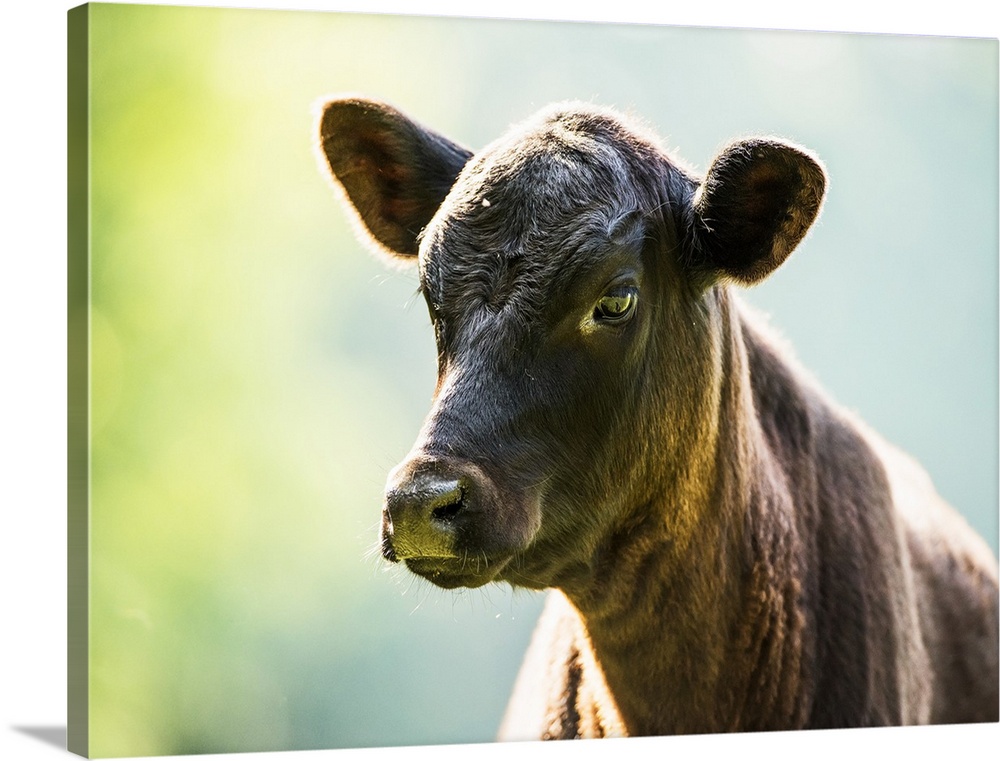 Free range angus calf; Gaitor, Florida, United States of America