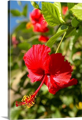 French Polyesia, Tahiti, Huahine, Focus On Bright Red Hibiscus On Flower Bush