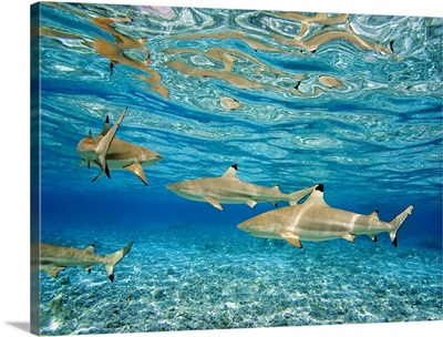 French Polynesia, Rangiroa, Blue Lagoon, Blacktip Reef Shark (Carcharhinus Melanopterus)