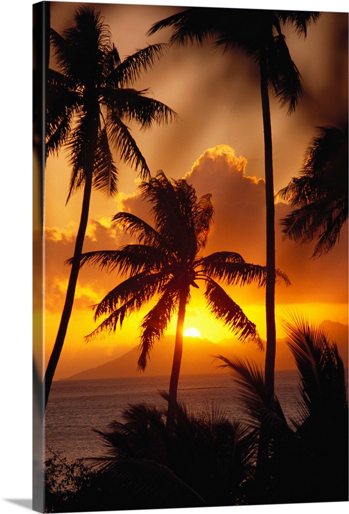 French Polynesia, Tahiti, Palm Trees Silhouetted By A Vibrant Sunset