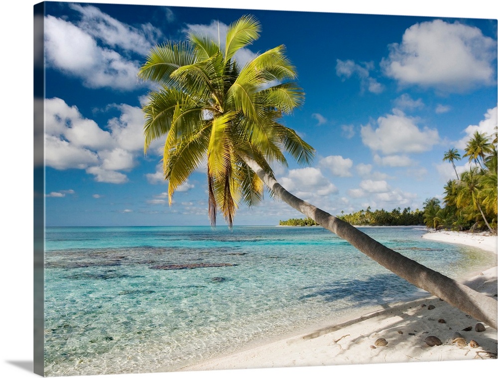 A single palm tree stretches out from the beach and hangs over crystal clear water.